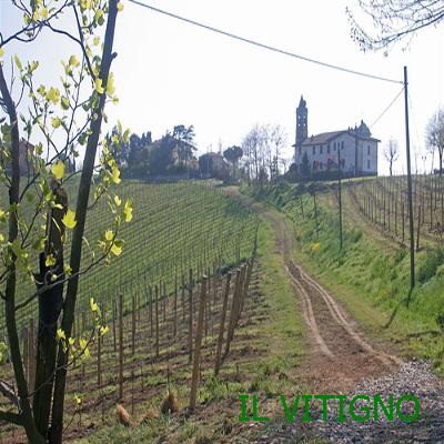 tl_files/catalogo/Impianti/Vigneto vino.jpg